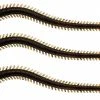 Fladen 3pk Ragworm 20cm 8.5g Dark Oil