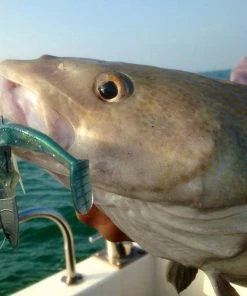 HTO Artic Eel Bodies -Glasgow Angling artic eel bodies capture