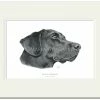 Mayfly Art Black Labrador Signed Print