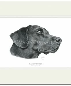 Mayfly Art Black Labrador Signed Print