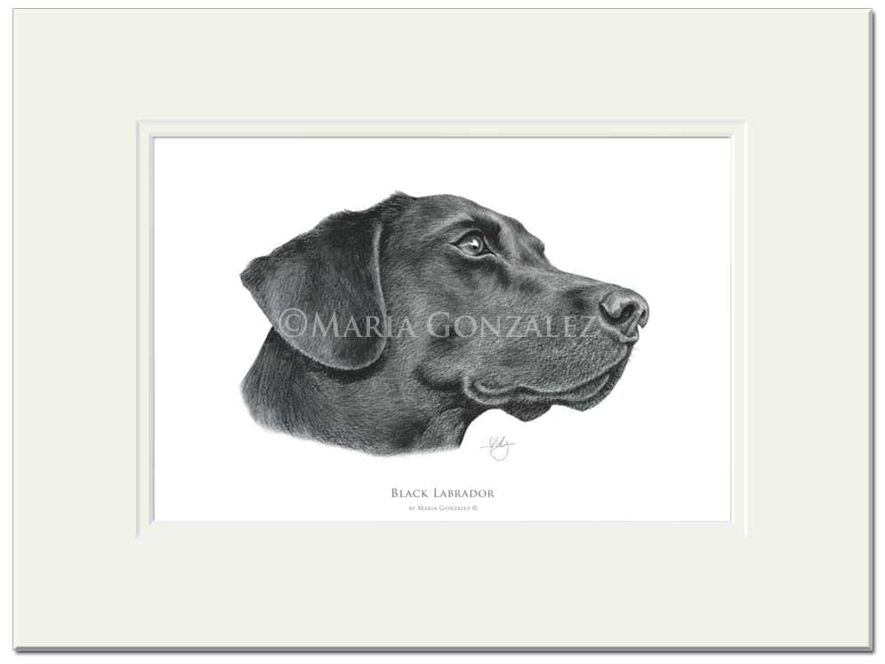 Mayfly Art Black Labrador Signed Print 1 Mayfly Art Black Labrador Signed Print