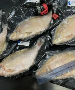 Seafreeze XL Bream