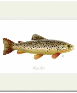 Mayfly Art Brown Trout Signed Print