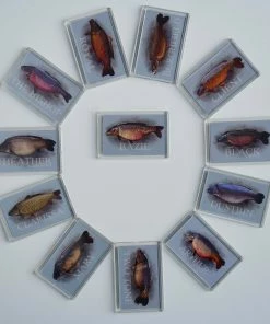 Carp Art Colin Eaton Classic Carp Fridge Magnet