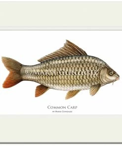 Mayfly Art Common Carp Signed Print
