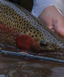 Cortland Competition Nymph Rod 10ft6 4pc Fly Rods 8 Cortland Competition Nymph Rod 10ft6 4pc Fly Rods -Glasgow Angling competition nymph rod 10ft6 release