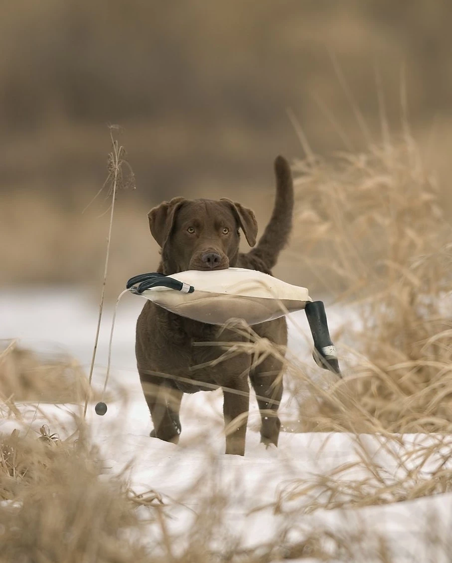 Dokken DeadFowl Game Bird Dummies 2 Dokken DeadFowl Game Bird Dummies - Image 2