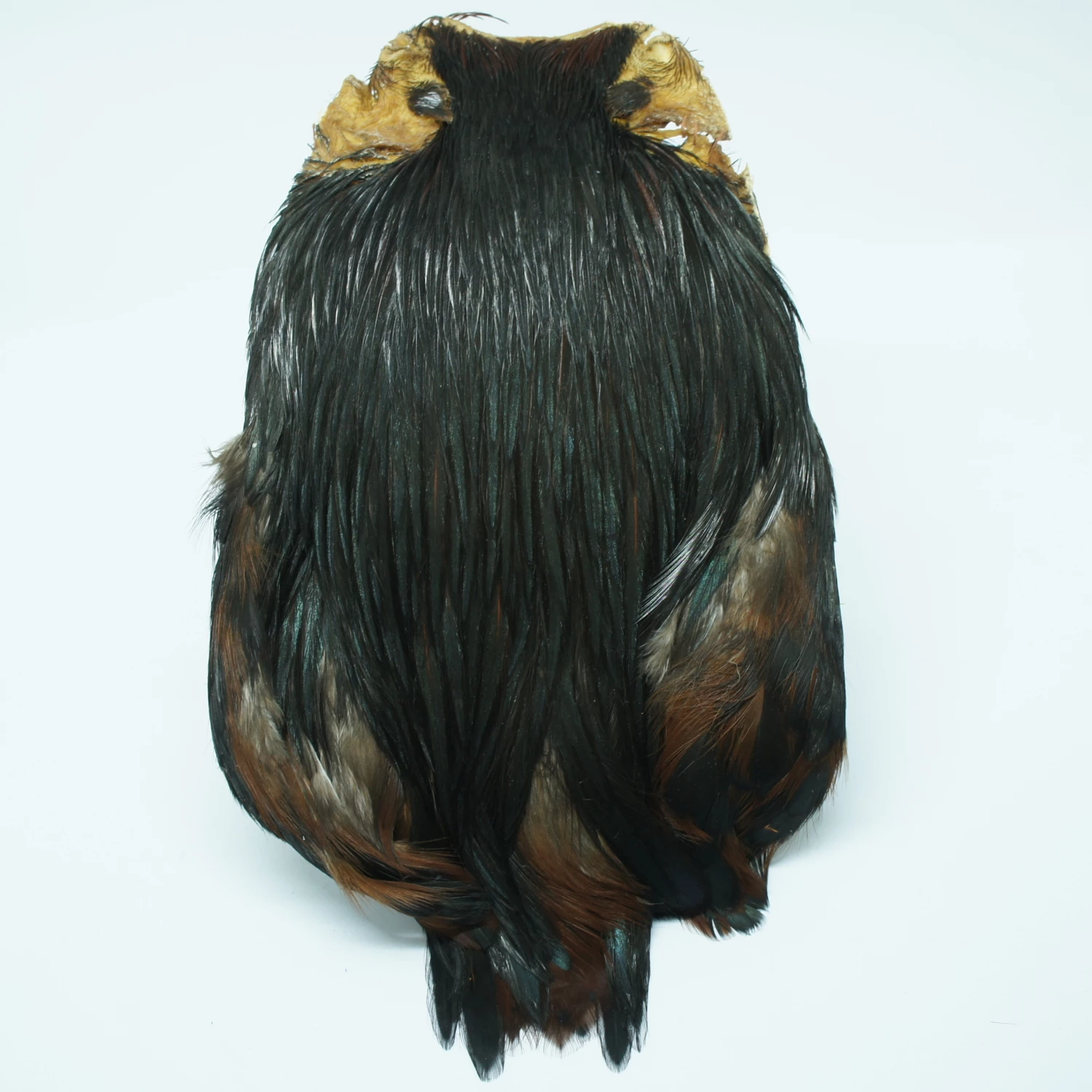 Stillwater Indian Cock Capes 10 Stillwater Indian Cock Capes - Image 10