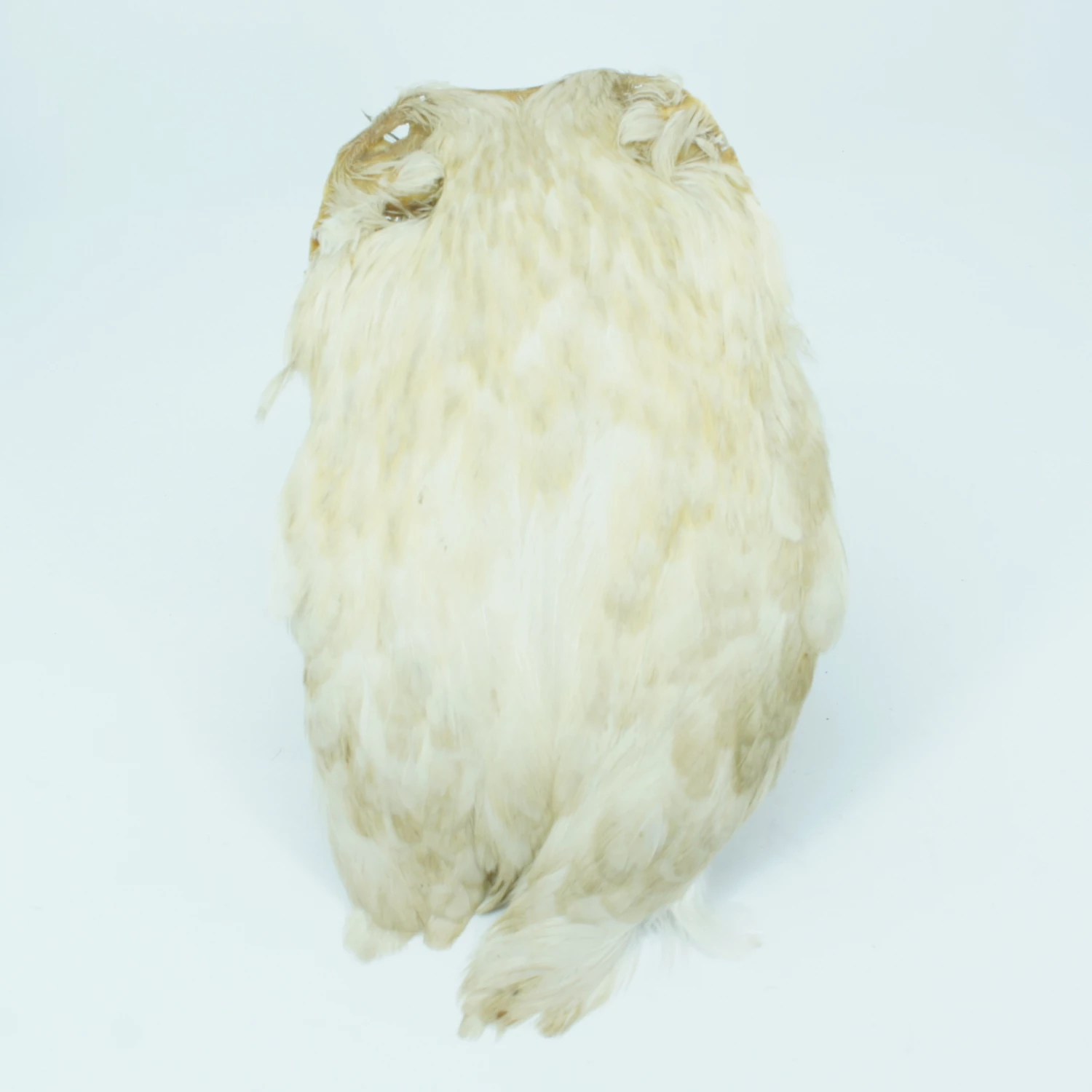 Stillwater Indian Hen Capes 3 Stillwater Indian Hen Capes - Image 3