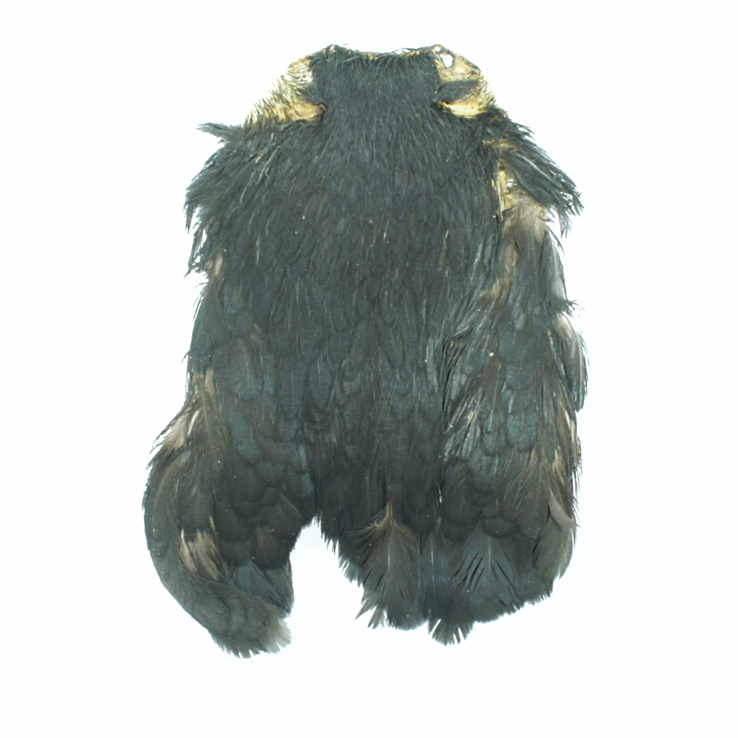 Stillwater Indian Hen Capes 13 Stillwater Indian Hen Capes - Image 13