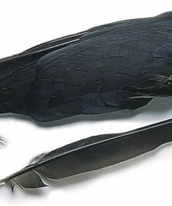 Veniard Jackdaw Wings