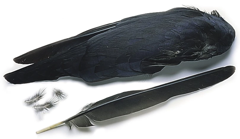 Veniard Jackdaw Wings 1 Veniard Jackdaw Wings