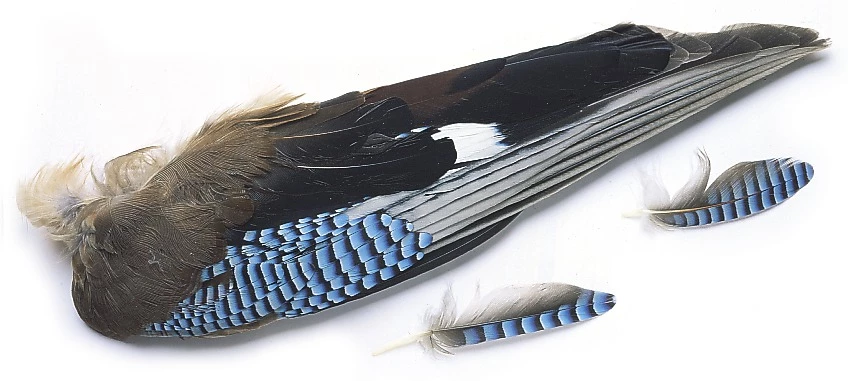 Veniard European Jay Wings 1 Veniard European Jay Wings