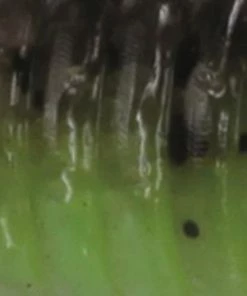 Herakles Leftail-R Soft Lure -Glasgow Angling leftail r summer crawl