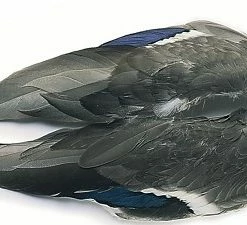 Veniard Mallard Wings