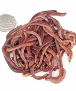 Livebaits Medium Dendrobaenas Worms