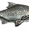 Just Fish Pewter Lapel Pin Bream