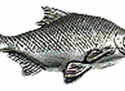 Just Fish Pewter Lapel Pin Bream