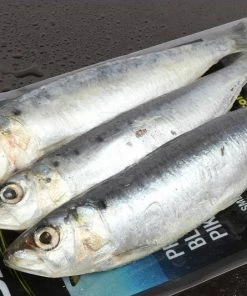 Baitbox Sardine Session Pack (6 per pack)