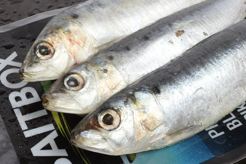 Baitbox Sardine Session Pack (6 per pack) 2 Baitbox Sardine Session Pack (6 per pack) - Image 2