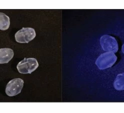 Asari Soft Oval Beads -Glasgow Angling soft oval beads uv