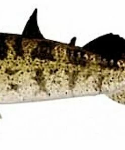 Westin Stanley the Stickleback 6pc 18 Westin Stanley the Stickleback 6pc -Glasgow Angling stanley stickleback