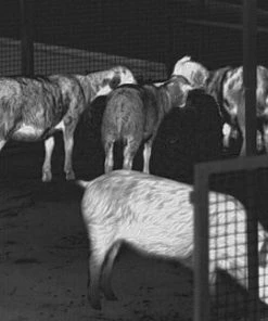 Guide TrackIR Pro 25 Thermal Imaging Monocular -Glasgow Angling trackir pro 25 thermal imaging monocular c