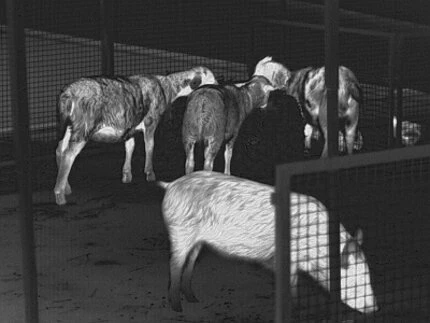 Guide TrackIR Pro 35 Thermal Imaging Monocular 3 Guide TrackIR Pro 35 Thermal Imaging Monocular - Image 3